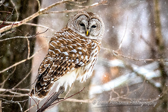 805a Sow Falling on Barred Owl 1