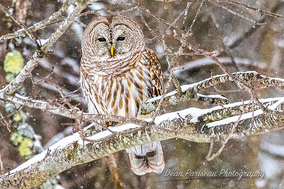 806 Snow Falling on Barred Owl 2