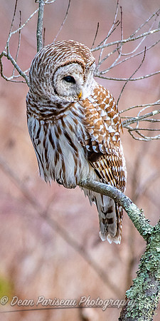 869 Barred Owl in Marsh 2