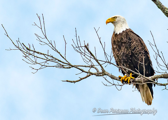 819 Wickaboag Eagle