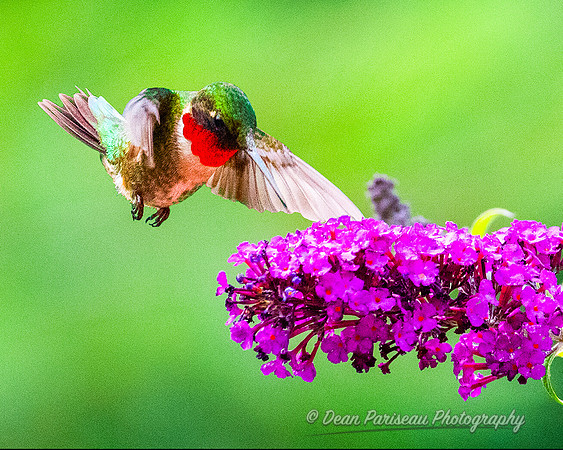838 Hummingbird at Butterfly Bush