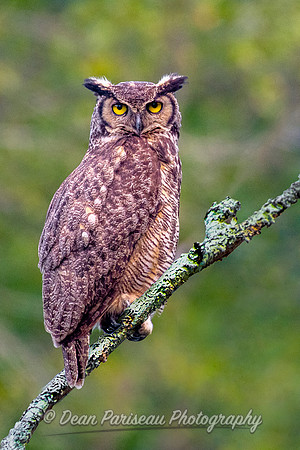 840 Woodstock Great Horned Owl