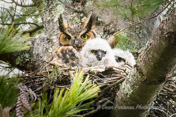 523 Great Horned Owl and Owlets