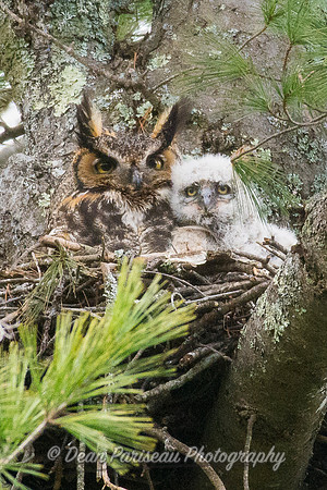 524 Great Horned Owl and Owlet 2