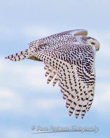 347 Snowy Owl Fly By 3