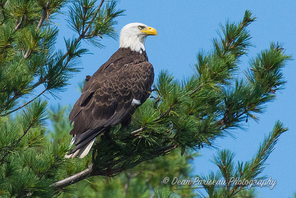 581 Quabbin Eagle 1