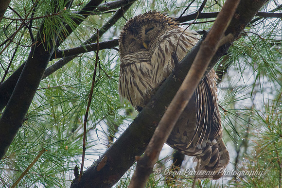 572 Sleeping Barred Owl